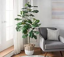 Fig Leaf Plant for your Zebra Nursery Theme
