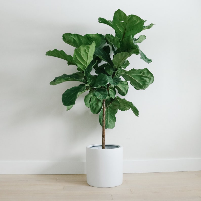 Lightweight Hand Painted Planters for the restful Blue Oasis Nursery
